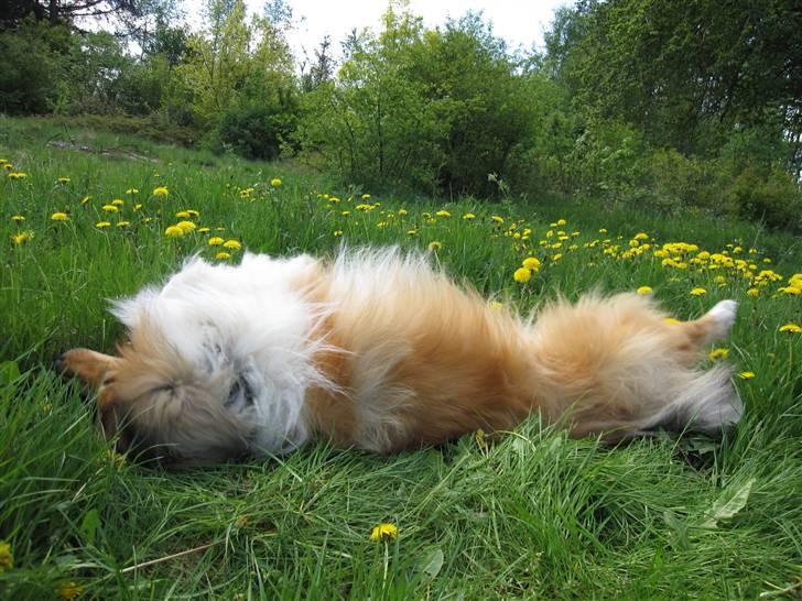 Collie langhåret Beyond Imagination - Mio billede 5