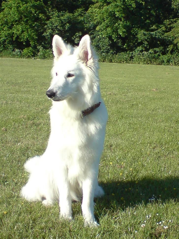 Hvid Schweizisk Hyrdehund Dunkan - Dunkan blev BIM på hans første udstilling i Vejen den 17 August =o) billede 15