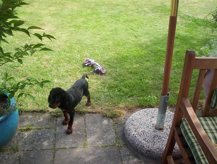 Gordon setter Bella billede 9