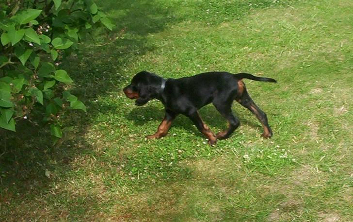 Gordon setter Bella billede 10