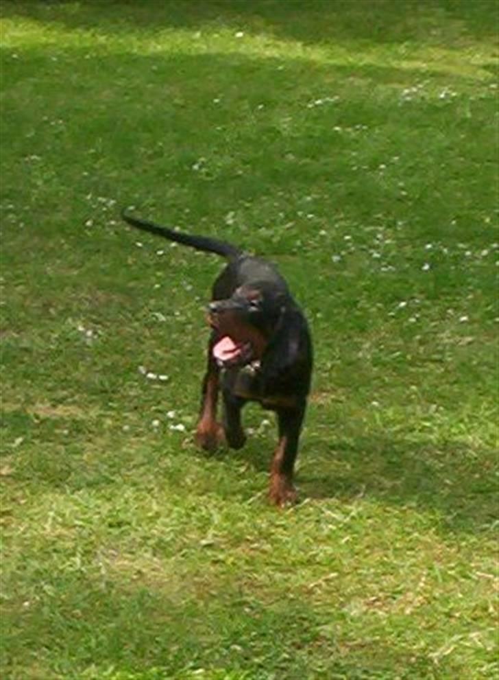 Gordon setter Bella billede 11