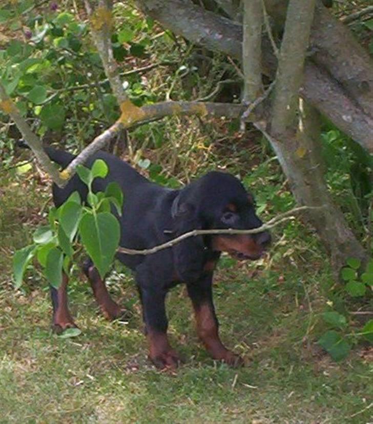 Gordon setter Bella billede 12