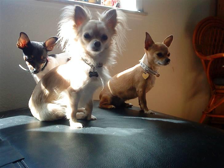 Chihuahua chili - sang koret billede 16