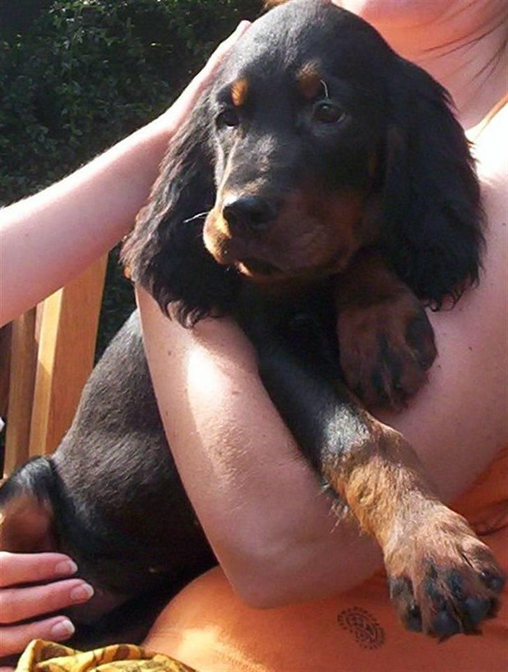 Gordon setter Bella billede 13