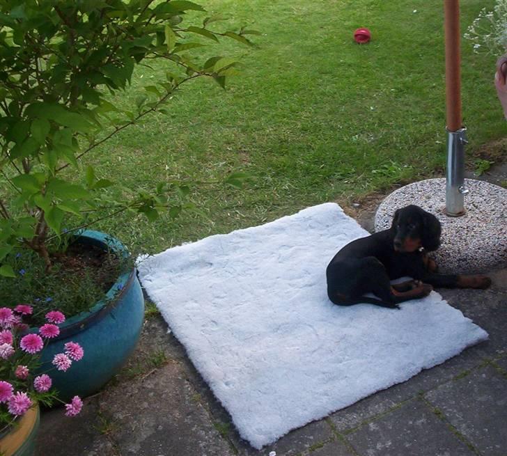 Gordon setter Bella billede 14