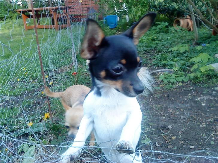 Chihuahua chili - ta mig op billede 17