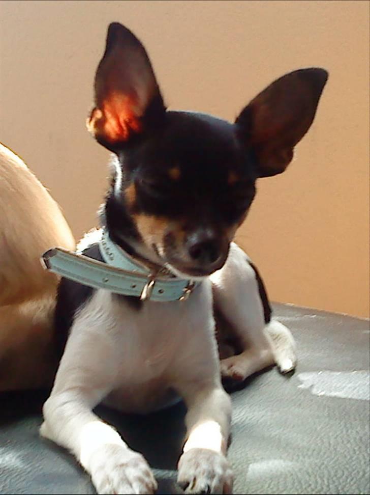 Chihuahua chili billede 18