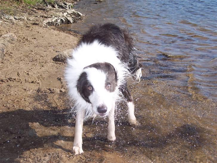 Border collie Gizmo - Våd hund har ingen venner... billede 8