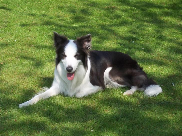 Border collie Gizmo - På ferie i Jylland billede 9