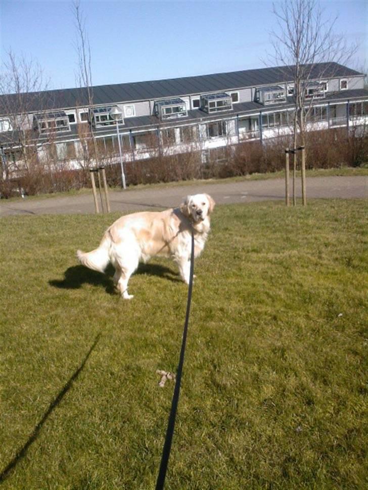 Golden retriever Mads - Mads på gåtur (: billede 1