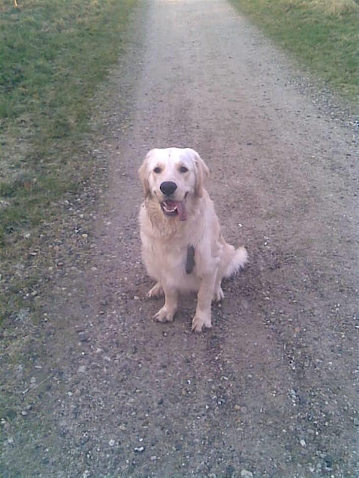 Golden retriever Mads - Kig på mig! 8D billede 2