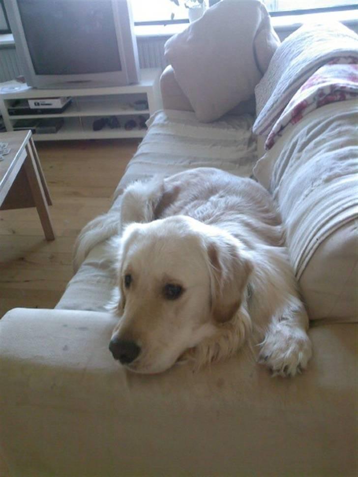 Golden retriever Mads - Gå din vej ! billede 3