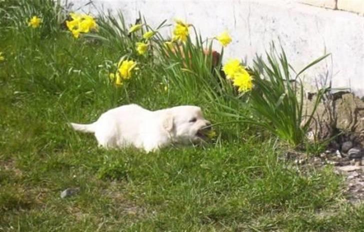 Golden retriever Mads - Den mælkebøtte drillede mig d; billede 4