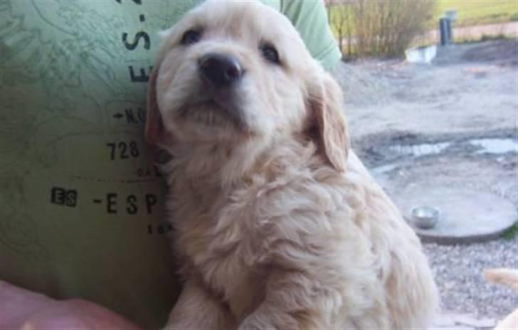 Golden retriever Mads - Min mors ejer elsker mig højt(; billede 5