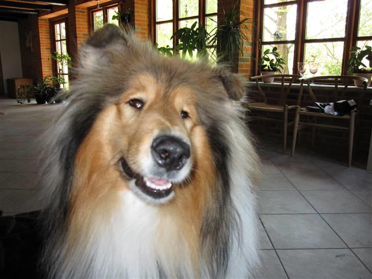 Collie langhåret Beyond Imagination - Mio - Charmetrolden :) billede 6