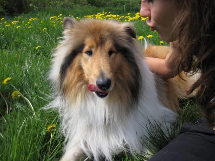 Collie langhåret Beyond Imagination - Mio billede 7