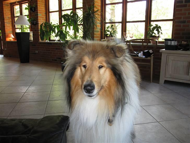 Collie langhåret Beyond Imagination - Mio billede 8