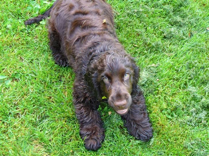 Cocker spaniel Nico - han elsker at lege i vand :D billede 6