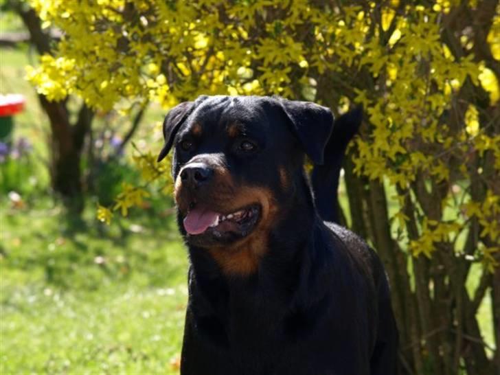 Rottweiler Xinkas Aida billede 6