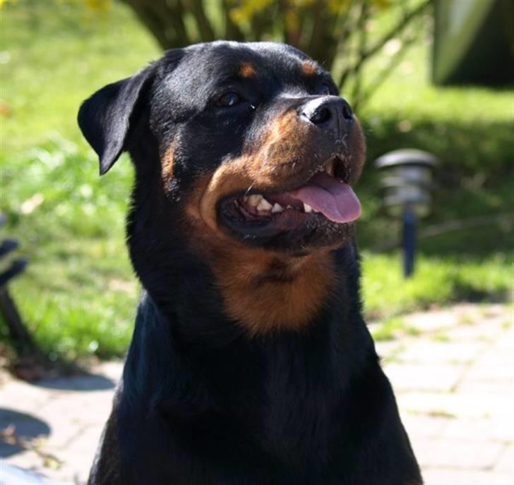 Rottweiler Xinkas Aida billede 7
