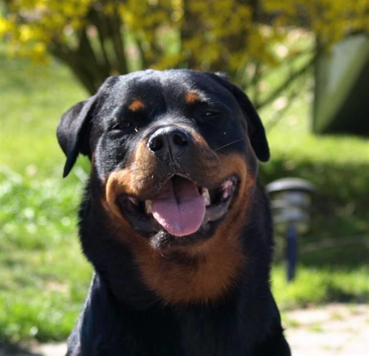 Rottweiler Xinkas Aida billede 8