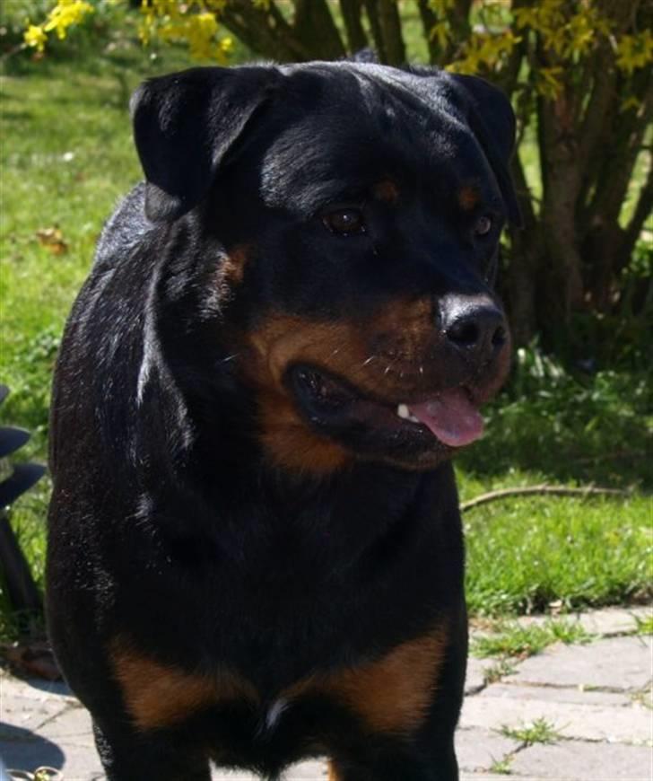 Rottweiler Xinkas Aida billede 9