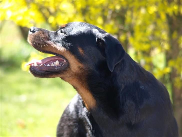 Rottweiler Xinkas Aida billede 10