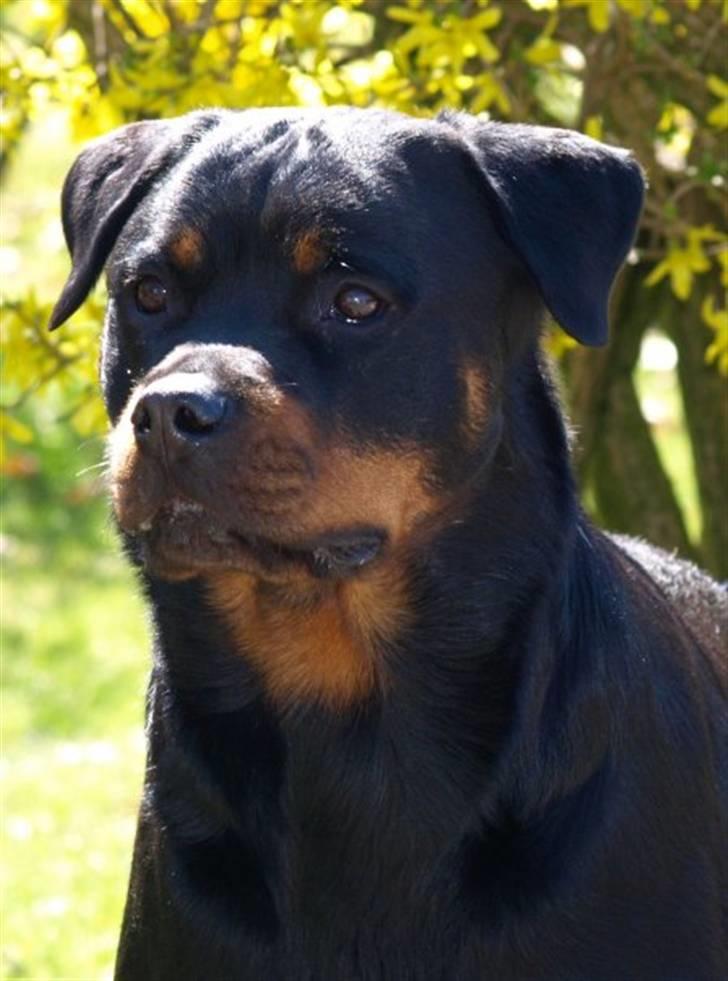 Rottweiler Xinkas Aida billede 11