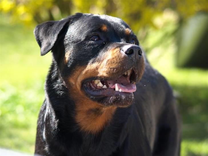 Rottweiler Xinkas Aida billede 12