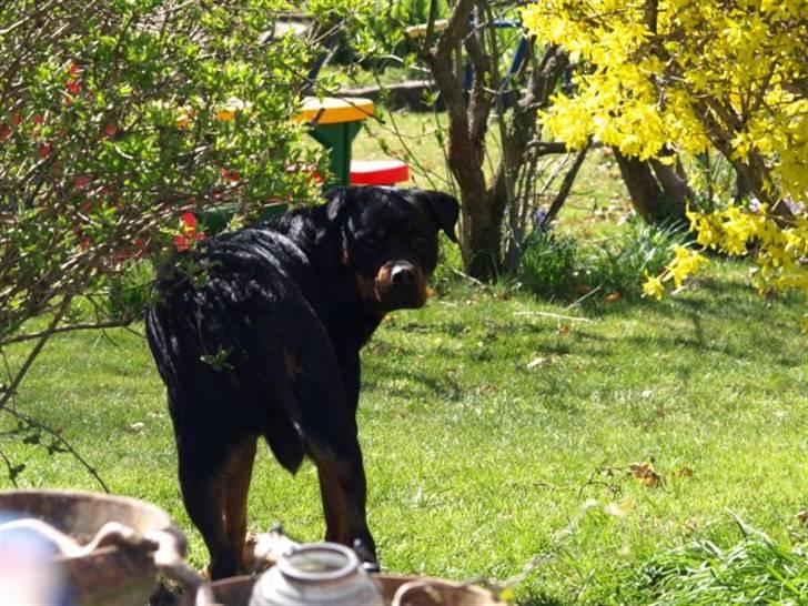 Rottweiler Xinkas Aida billede 13