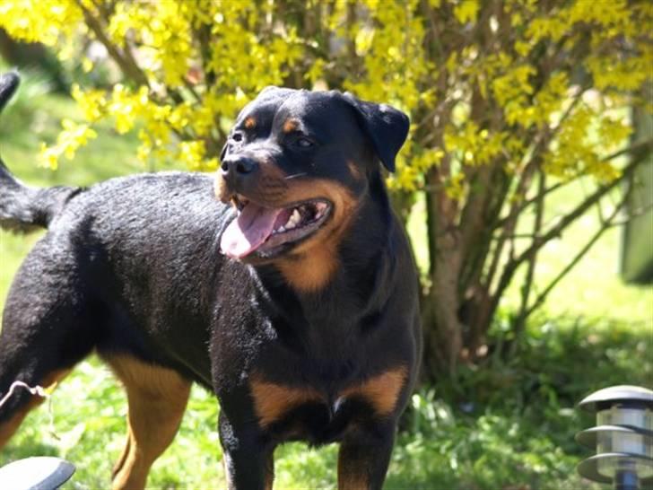 Rottweiler Xinkas Aida billede 14