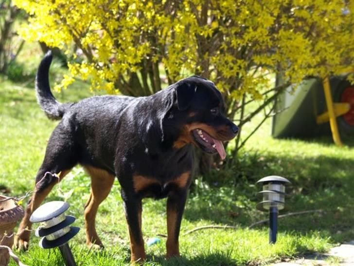 Rottweiler Xinkas Aida billede 15
