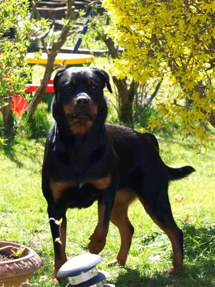 Rottweiler Xinkas Aida billede 16