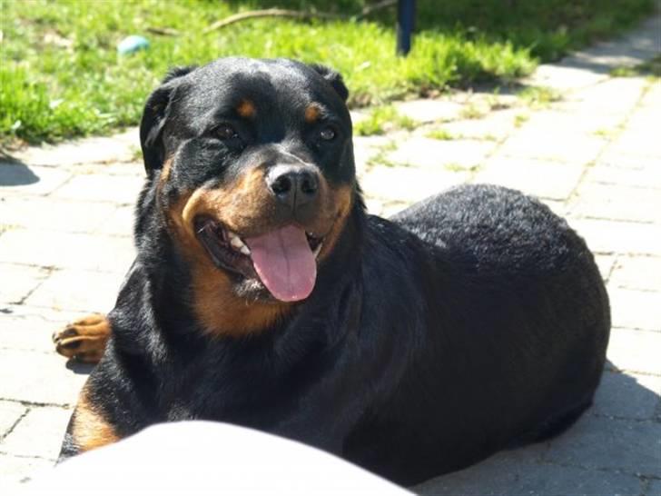 Rottweiler Xinkas Aida billede 17