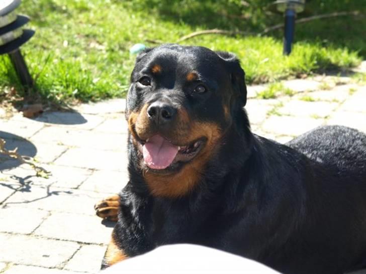 Rottweiler Xinkas Aida billede 18