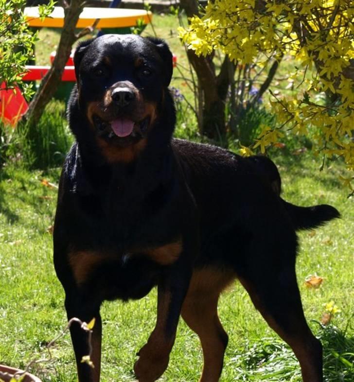 Rottweiler Xinkas Aida billede 19