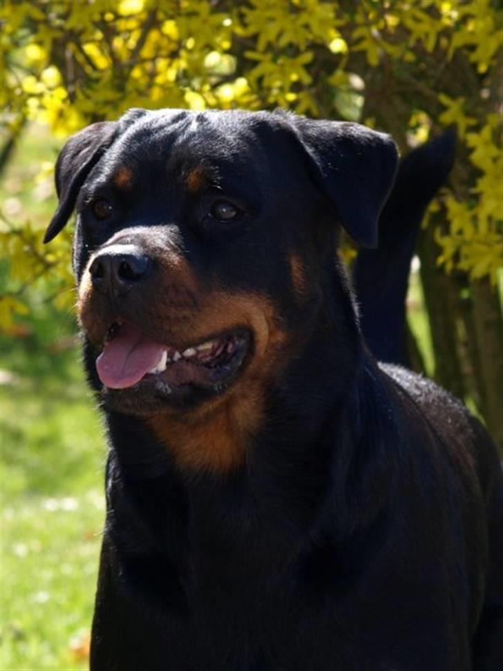 Rottweiler Xinkas Aida billede 20