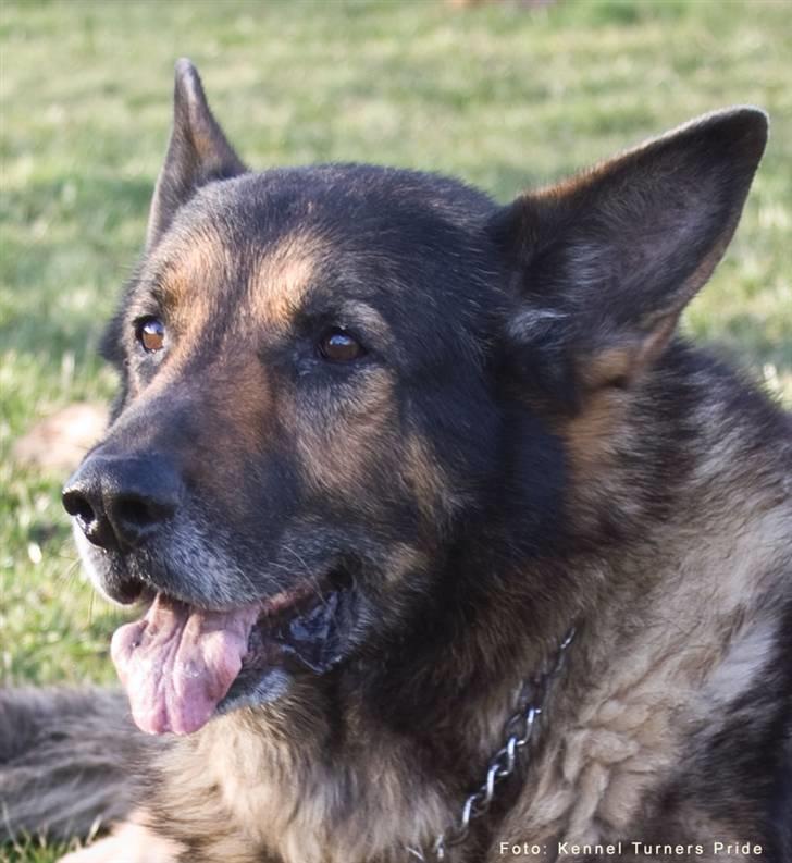 Schæferhund King   R.I.P. 15-07-09 billede 15