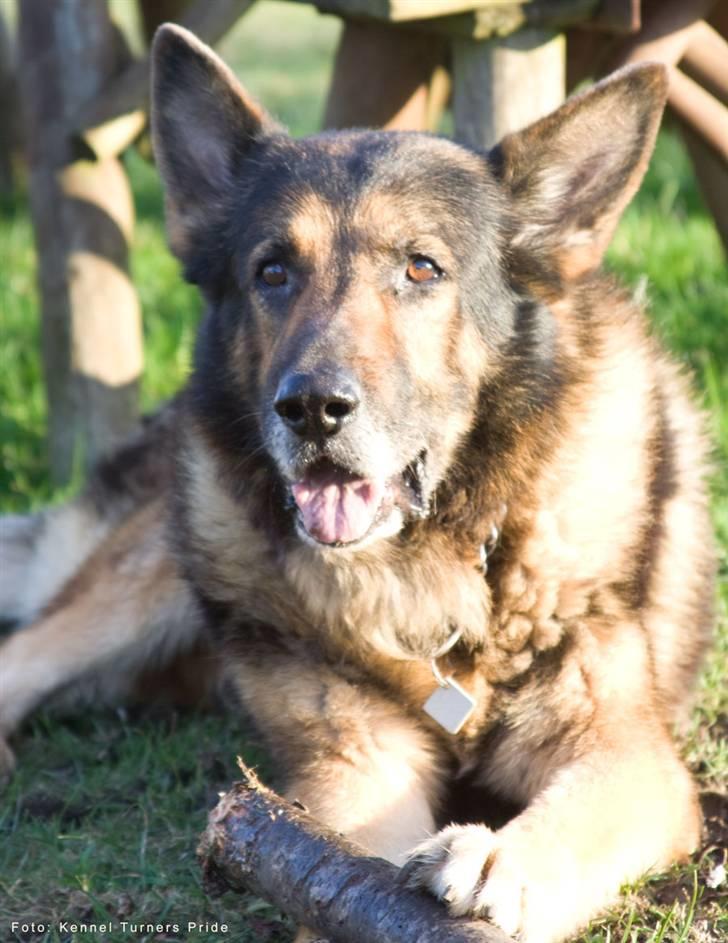 Schæferhund King   R.I.P. 15-07-09 billede 16