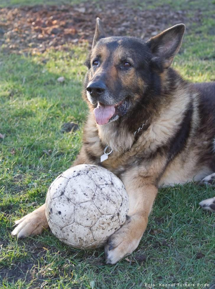 Schæferhund King   R.I.P. 15-07-09 billede 17