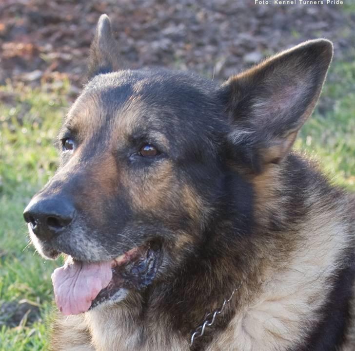 Schæferhund King   R.I.P. 15-07-09 billede 18
