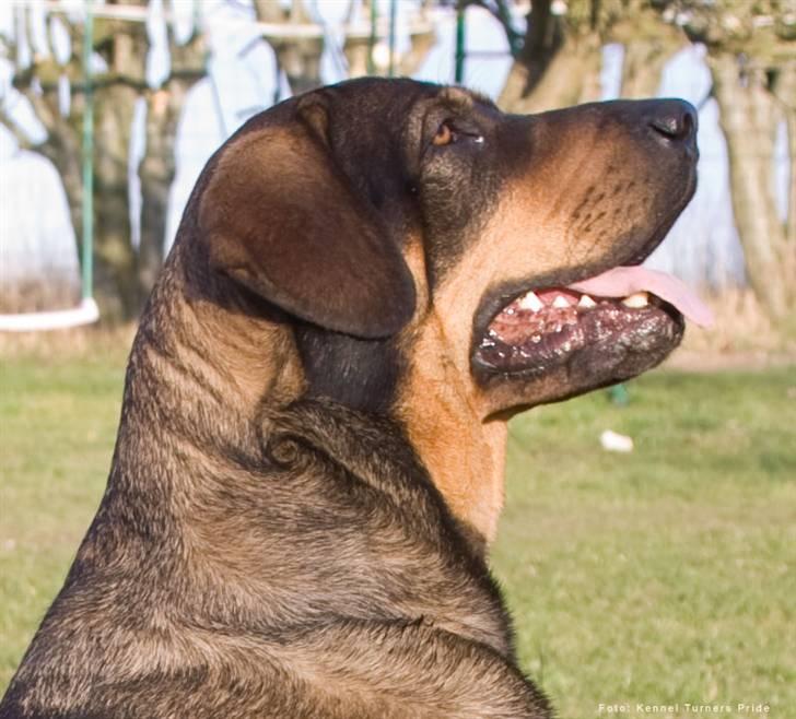 Blanding af racer Kenzo billede 16