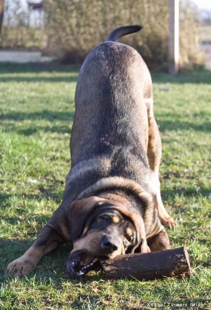 Blanding af racer Kenzo billede 17