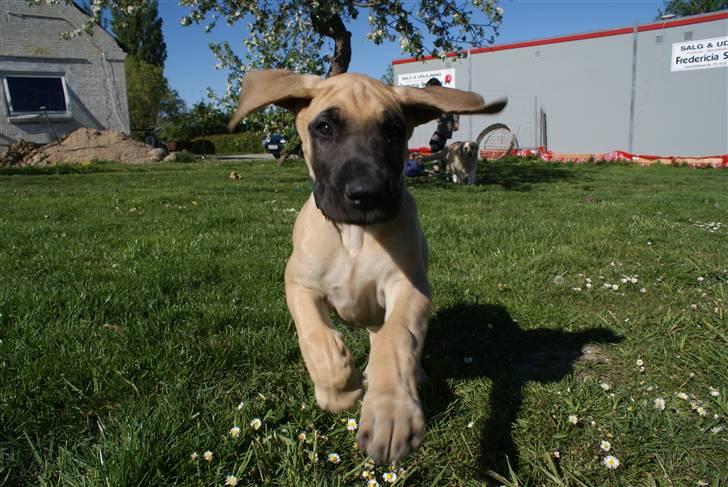 Grand danois Grand de feld´s Qeeza R.I.P billede 15