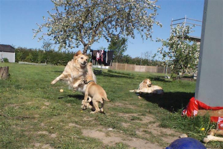 Grand danois Grand de feld´s Qeeza R.I.P billede 16