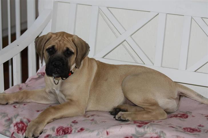 Bullmastiff Brak's One Smokin' Hot Le - sådan ser man ud efter aftensmad og en laaang tur i haven, man må jo bare blive liggende til trappen kommer tilbage! billede 14