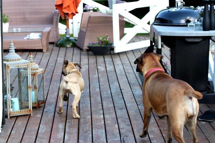 Bullmastiff Brak's One Smokin' Hot Le - Come on Zeraaaaaaaaaaaa.......... lets do the twist....... billede 15