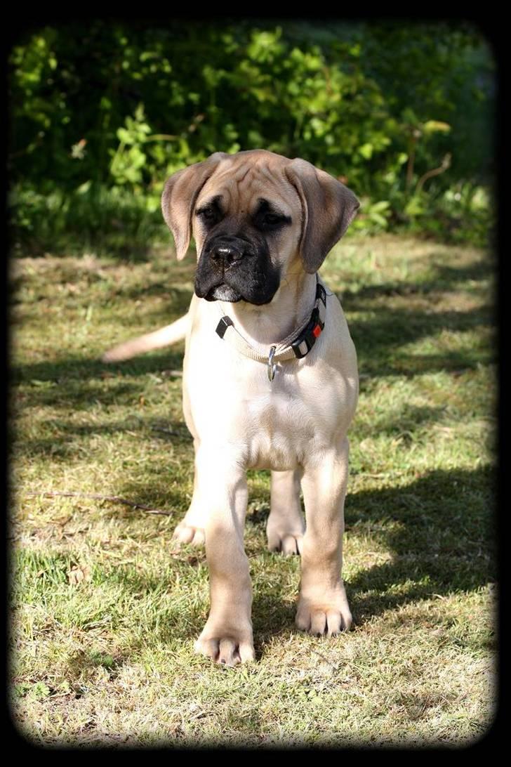 Bullmastiff Brak's One Smokin' Hot Le - Guldklumpen :) billede 16