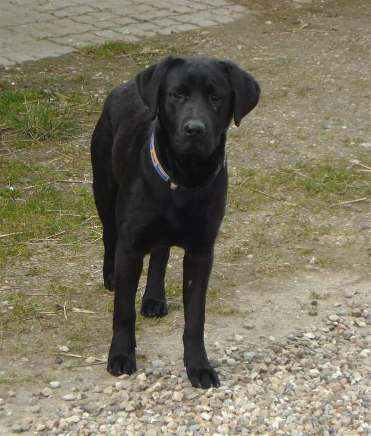 Labrador retriever Hansen billede 1
