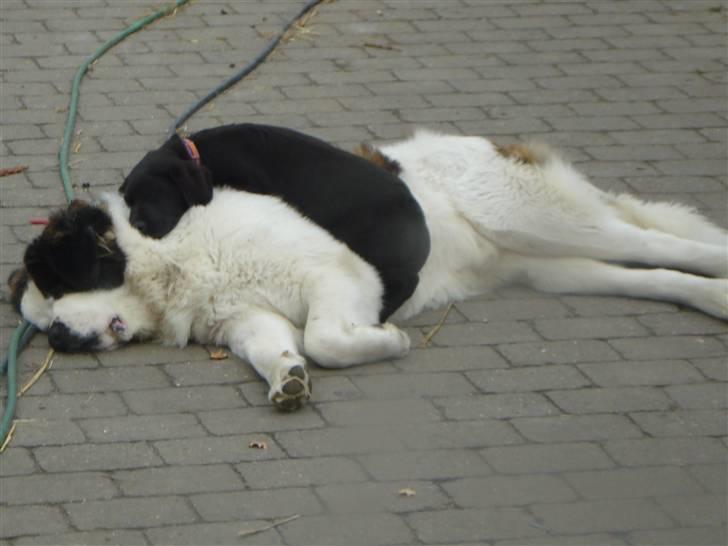 Labrador retriever Hansen billede 2